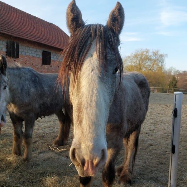 Shire Horse Wallach Zeus, Manuel, Pferd kaufen, Seefeld in Tirol