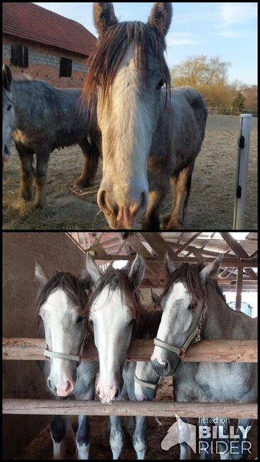 Shire Horse Wallach Zeus, Manuel, Pferd kaufen, Seefeld in Tirol, Abbildung 3