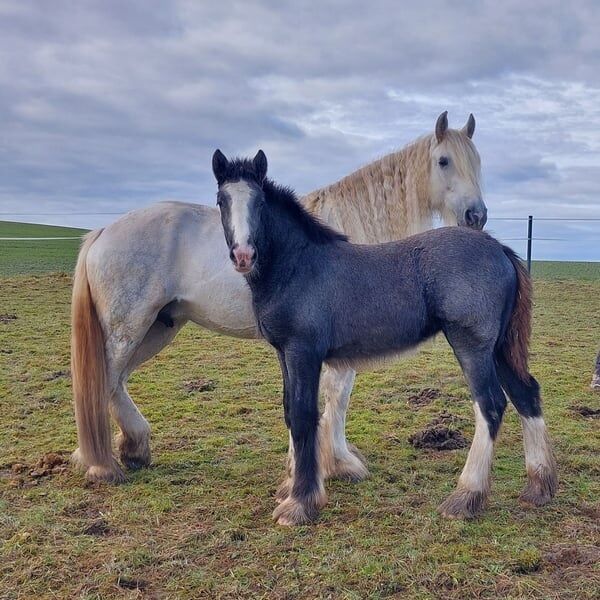 Shire Horse Stute Esmeralda, Manuel, Horses For Sale, Seefeld in Tirol, Image 4