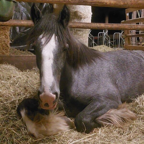 Shire Horse Stute Esmeralda, Manuel, Horses For Sale, Seefeld in Tirol, Image 5