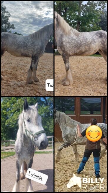 Shire Horse Stute Twinkle, Manuel, Horses For Sale, Seefeld in Tirol, Image 5