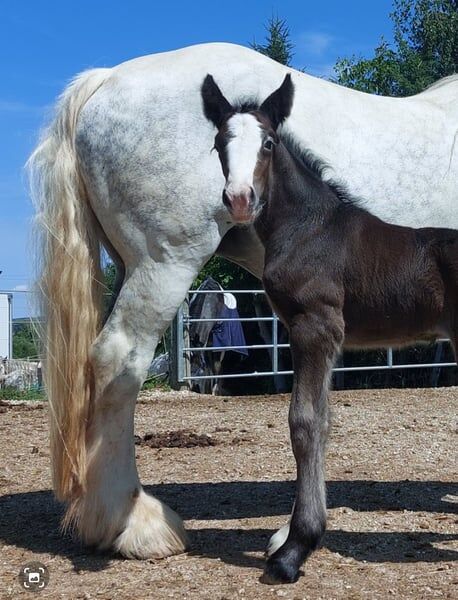 Shire Horse Stutfohlen Ylvi, Manuel, Horses For Sale, Seefeld in Tirol, Image 5