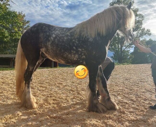 Shire Horse Wallach Arthus, Manuel, Horses For Sale, Seefeld in Tirol, Image 2