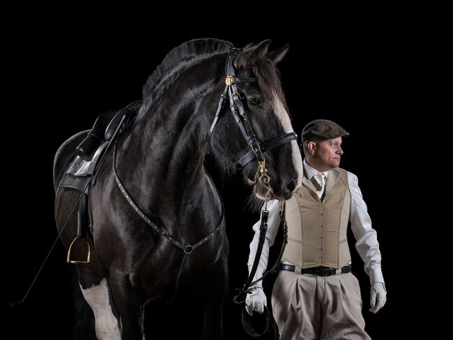 Shire-Horse, Wallach, Rappe, 184, 840kg, Machère-Renée André Castanier Schimanski, Horses For Sale, Hamburg, Image 3
