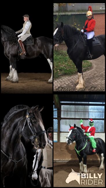 Shire-Horse, Wallach, Rappe, 184, 840kg, Machère-Renée André Castanier Schimanski, Horses For Sale, Hamburg, Image 9