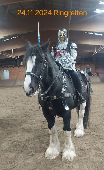 Shire-Horse, Wallach, Rappe, 184, 840kg, Machère-Renée André Castanier Schimanski, Horses For Sale, Hamburg, Image 7