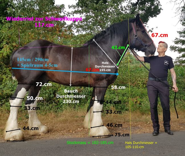 Shire-Horse, Wallach, Rappe, 184, 840kg, Machère-Renée André Castanier Schimanski, Horses For Sale, Hamburg, Image 8