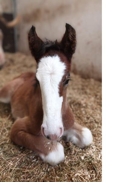 Shire Horse Fohlen Einstein, Manuel, Horses For Sale, Seefeld in Tirol