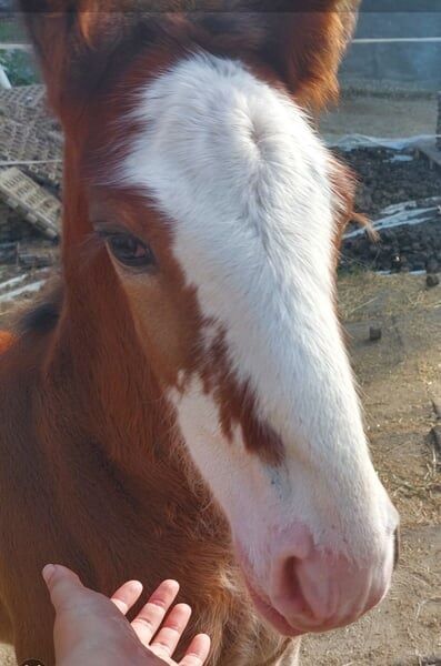 Shire Horse Fohlen Paco, Manuel, Horses For Sale, Seefeld in Tirol, Image 5