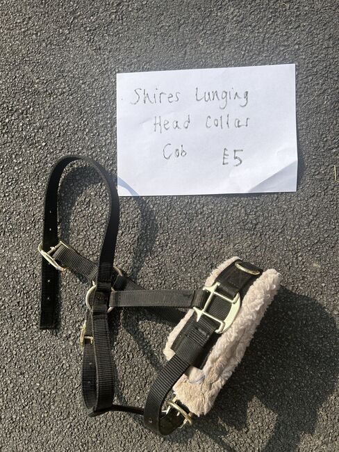Shires lunging head color, Shires, Rachael Henriksen, Lunging, West Ella