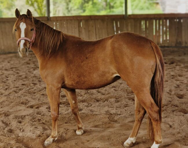Shock In Love - Ausdrucksstarke Quarter Horse Stute mit Turnierpotenzial, Kerstin Rehbehn (Pferdemarketing Ost), Konie na sprzedaż, Nienburg, Image 5