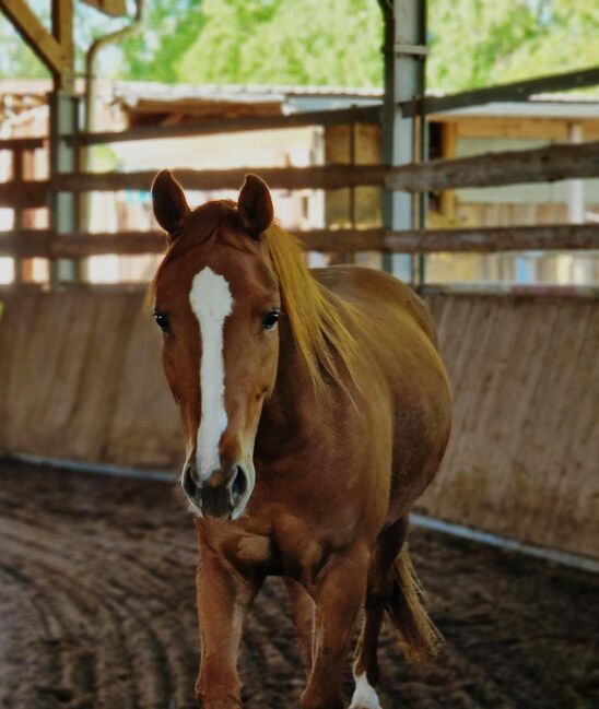 Shock In Love - Ausdrucksstarke Quarter Horse Stute mit Turnierpotenzial, Kerstin Rehbehn (Pferdemarketing Ost), Konie na sprzedaż, Nienburg, Image 3