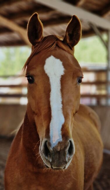Shock In Love - Ausdrucksstarke Quarter Horse Stute mit Turnierpotenzial, Kerstin Rehbehn (Pferdemarketing Ost), Horses For Sale, Nienburg, Image 4