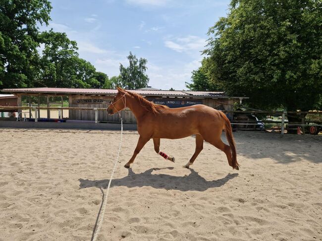 Shock In Love - Ausdrucksstarke Quarter Horse Stute mit Turnierpotenzial, Kerstin Rehbehn (Pferdemarketing Ost), Pferd kaufen, Nienburg, Abbildung 11