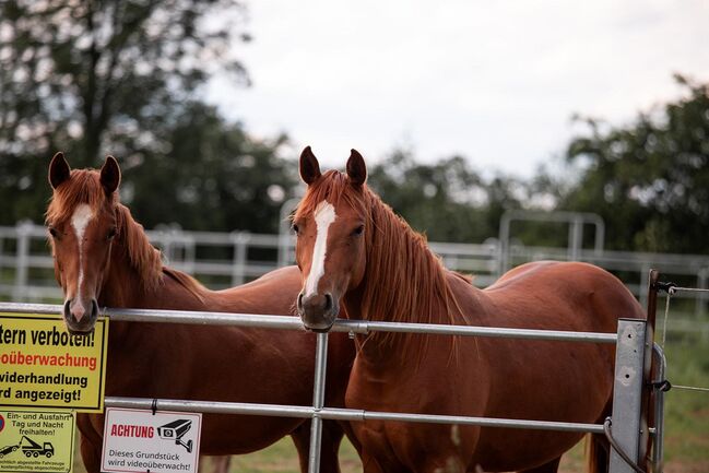 Shock In Love - Ausdrucksstarke Quarter Horse Stute mit Turnierpotenzial, Kerstin Rehbehn (Pferdemarketing Ost), Pferd kaufen, Nienburg, Abbildung 15