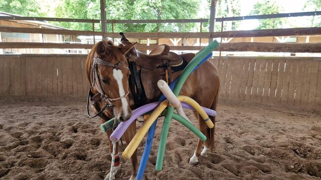 Shock In Love - Ausdrucksstarke Quarter Horse Stute mit Turnierpotenzial, Kerstin Rehbehn (Pferdemarketing Ost), Pferd kaufen, Nienburg, Abbildung 12