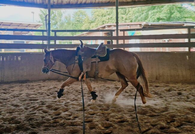 Shock In Love - Ausdrucksstarke Quarter Horse Stute mit Turnierpotenzial, Kerstin Rehbehn (Pferdemarketing Ost), Pferd kaufen, Nienburg, Abbildung 9