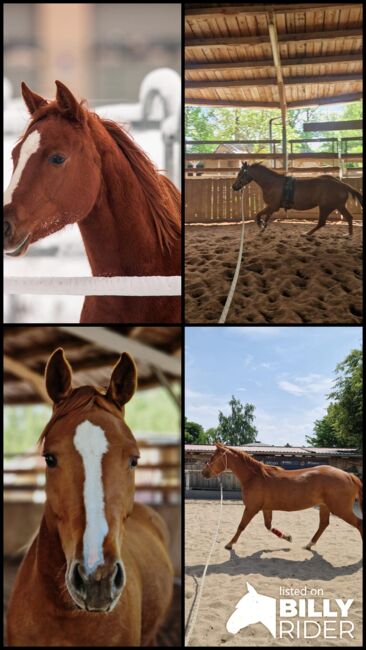 Shock In Love - Ausdrucksstarke Quarter Horse Stute mit Turnierpotenzial, Kerstin Rehbehn (Pferdemarketing Ost), Pferd kaufen, Nienburg, Abbildung 16