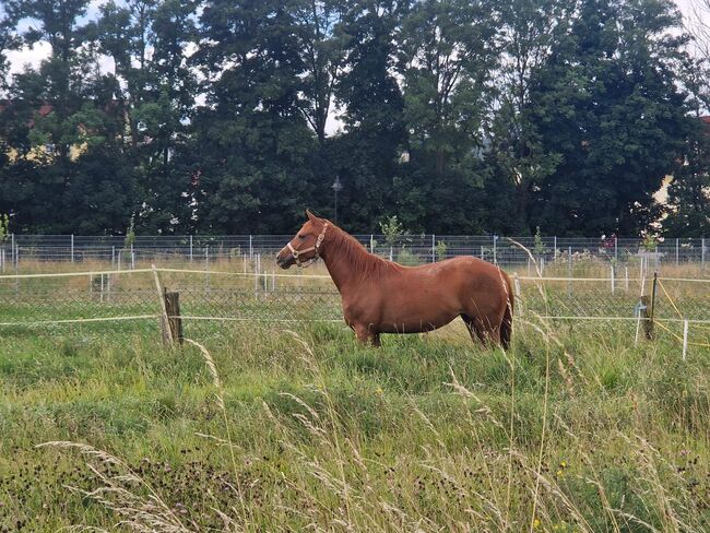 Shock In Love - Ausdrucksstarke Quarter Horse Stute mit Turnierpotenzial, Kerstin Rehbehn (Pferdemarketing Ost), Pferd kaufen, Nienburg, Abbildung 6