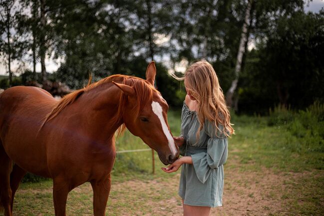 Shock In Love - Ausdrucksstarke Quarter Horse Stute mit Turnierpotenzial, Kerstin Rehbehn (Pferdemarketing Ost), Pferd kaufen, Nienburg, Abbildung 13