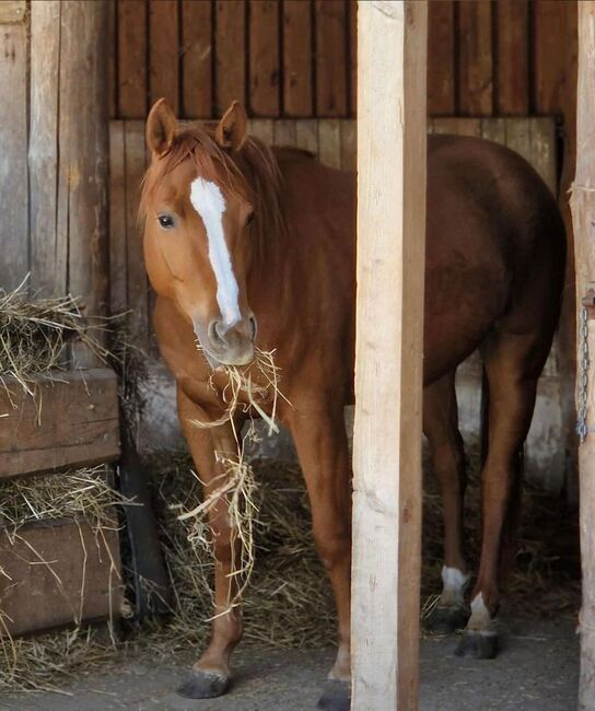 Shock In Love - Ausdrucksstarke Quarter Horse Stute mit Turnierpotenzial, Kerstin Rehbehn (Pferdemarketing Ost), Pferd kaufen, Nienburg, Abbildung 10