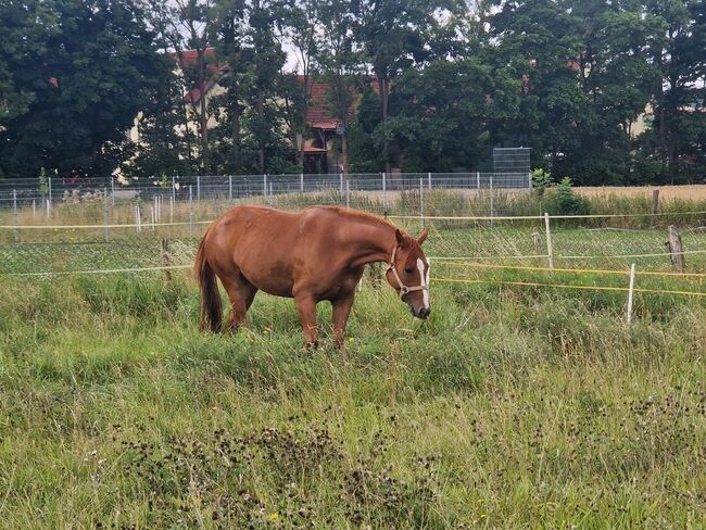 Shock In Love - Ausdrucksstarke Quarter Horse Stute mit Turnierpotenzial, Kerstin Rehbehn (Pferdemarketing Ost), Pferd kaufen, Nienburg, Abbildung 8