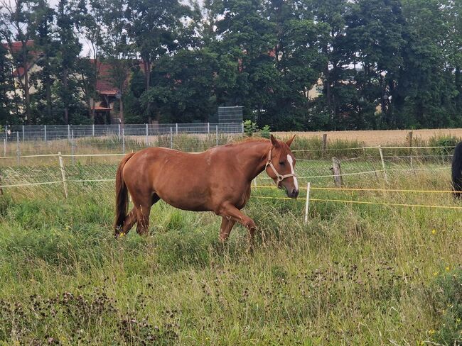 Shock In Love - Ausdrucksstarke Quarter Horse Stute mit Turnierpotenzial, Kerstin Rehbehn (Pferdemarketing Ost), Pferd kaufen, Nienburg, Abbildung 7