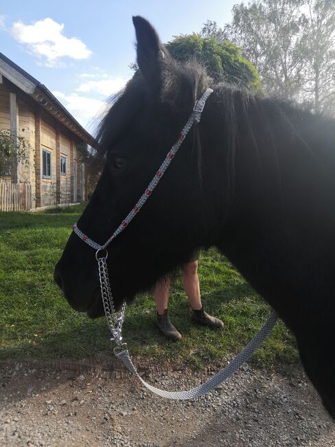 Show Halfter "Crystal" wunderschön mit Kubusperlen komplett mit Kette und Strick, Showhalfter, Una (Horse-design), Halfter, Rot am See, Abbildung 2