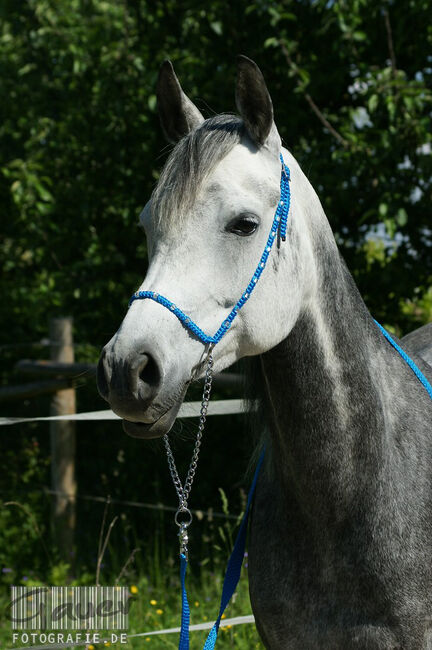 Show Halfter "Crystal" wunderschön mit Kubusperlen komplett mit Kette und Strick, Showhalfter, Una (Horse-design), Halfter, Rot am See, Abbildung 3