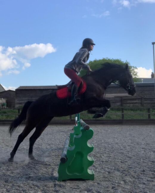 Show Jumper - registered 7 Years old Appaloosa, Sylvie, Pferd kaufen, Pulborough