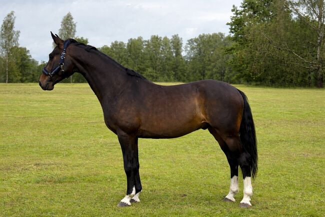 Show jumping gelding- Soprano, Raimonds, Horses For Sale, Blankenfelde