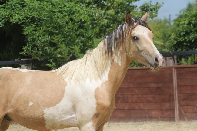 Schausieger und bewegungs starker FEI Weltmeister Sohn, Reitponygestüt Aspel , Horses For Sale, Rees, Image 6