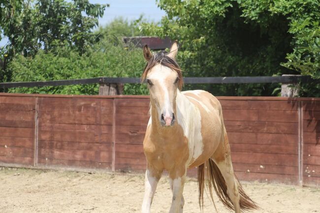 Schausieger und bewegungs starker FEI Weltmeister Sohn, Reitponygestüt Aspel , Horses For Sale, Rees, Image 7