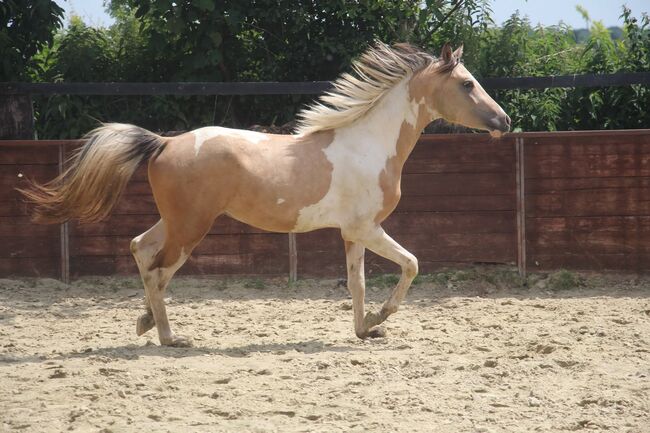 Schausieger und bewegungs starker FEI Weltmeister Sohn, Reitponygestüt Aspel , Horses For Sale, Rees, Image 3