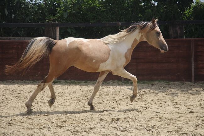 Schausieger und bewegungs starker FEI Weltmeister Sohn, Reitponygestüt Aspel , Horses For Sale, Rees, Image 2