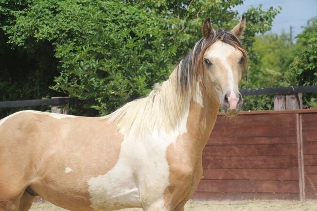 Schausieger und bewegungs starker FEI Weltmeister Sohn, Reitponygestüt Aspel , Horses For Sale, Rees, Image 4