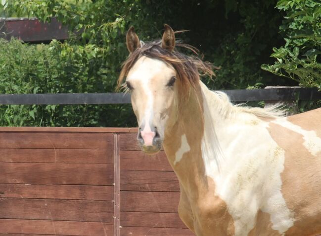 Schausieger und bewegungs starker FEI Weltmeister Sohn, Reitponygestüt Aspel , Horses For Sale, Rees, Image 9