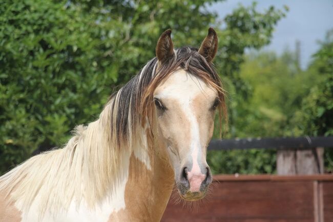 Schausieger und bewegungs starker FEI Weltmeister Sohn, Reitponygestüt Aspel , Horses For Sale, Rees, Image 5