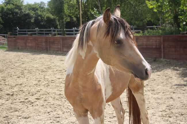 Schausieger und bewegungs starker FEI Weltmeister Sohn, Reitponygestüt Aspel , Horses For Sale, Rees, Image 8