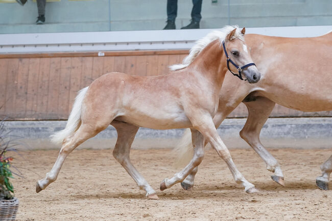 Showman DH der seinem Namen gerecht wird, Helga Dorfner, Horses For Sale, Ternberg, Image 2