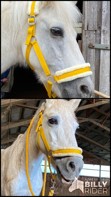 Showmaster Halfter mit Fell und passendem Strick – Farbe Mango (Gelb/Gold), Showmaster, Leon, Halters, Nürnberg , Image 3