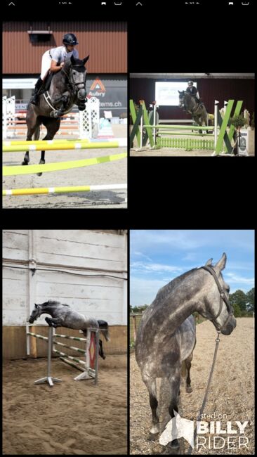 Springpferd mit gigantischem Vermögen, Katharina , Horses For Sale, Berlin , Image 5