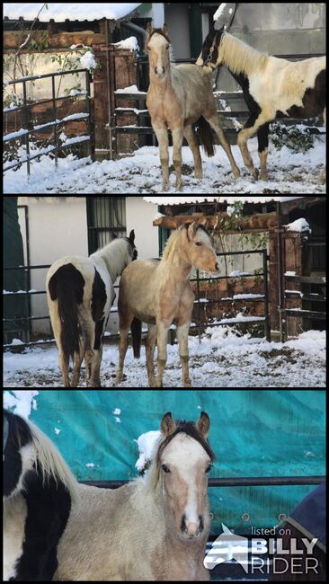Schausieger und bewegungs starker FEI Weltmeister Sohn, Reitponygestüt Aspel , Horses For Sale, Rees, Image 4