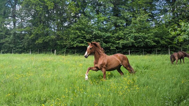 Beistellpferd Beisteller Stute, Brigitte , Horses For Sale, Schmallenberg