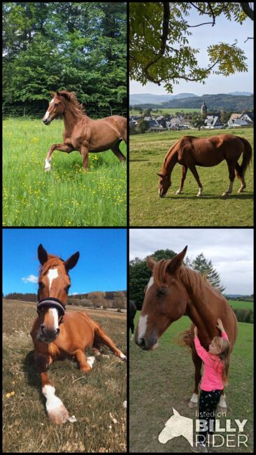 Beistellpferd Beisteller Stute, Brigitte , Horses For Sale, Schmallenberg, Image 5