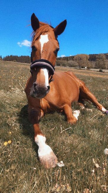 Beistellpferd Beisteller Stute, Brigitte , Horses For Sale, Schmallenberg, Image 3