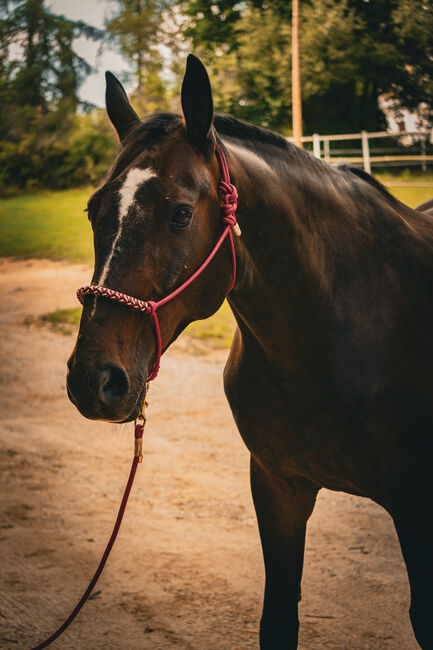 Beistellpferd, bedingt reitbar – sucht liebevolles Zuhause, Anna Koppensteiner, Horses For Sale, Zwettl , Image 3