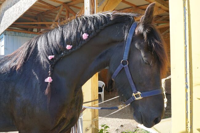Beistellpferd, Koppatz Doris, Horses For Sale, Flinsbach