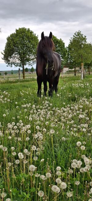 Beistellpferd, Koppatz Doris, Horses For Sale, Flinsbach, Image 3
