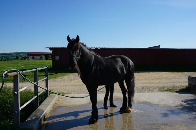 Beistellpferd, Koppatz Doris, Horses For Sale, Flinsbach, Image 2